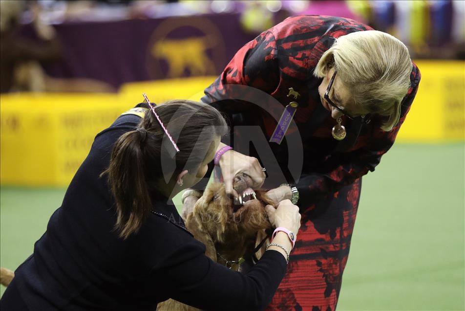 142. Westminster Kennel Club Köpek Şovu
