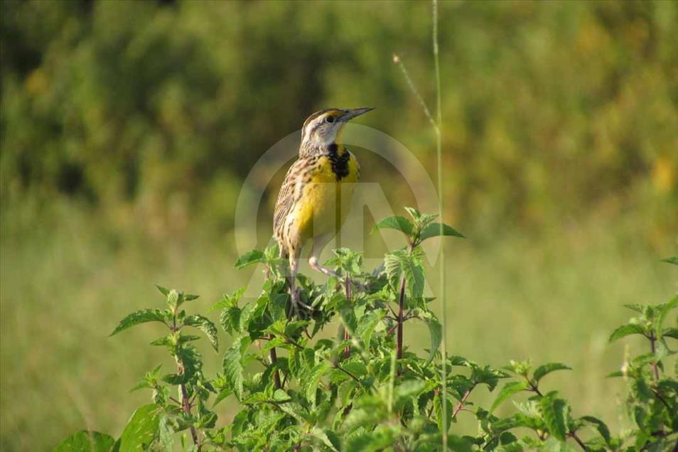 Ciénaga de Ayapel, el paraíso escondido de las aves en Colombia
