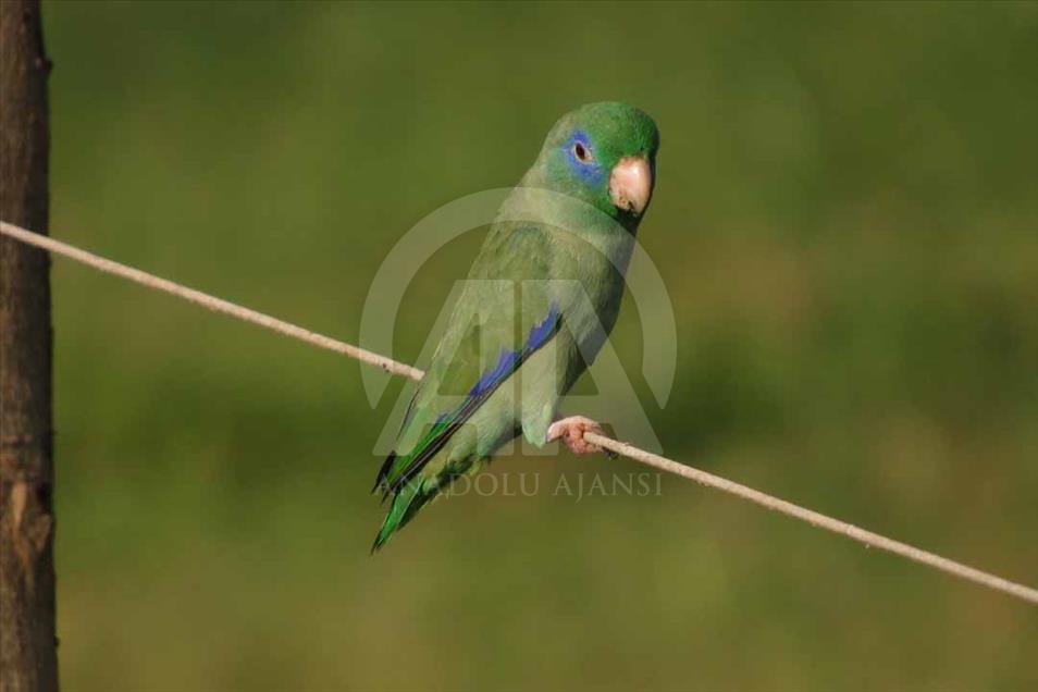 Ciénaga de Ayapel, el paraíso escondido de las aves en Colombia
