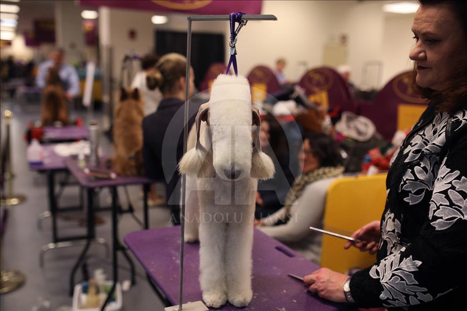 142. Westminster Kennel Club Köpek Şovu