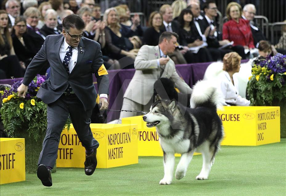 142. Westminster Kennel Club Köpek Şovu