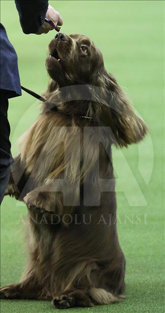 142. Westminster Kennel Club Köpek Şovu