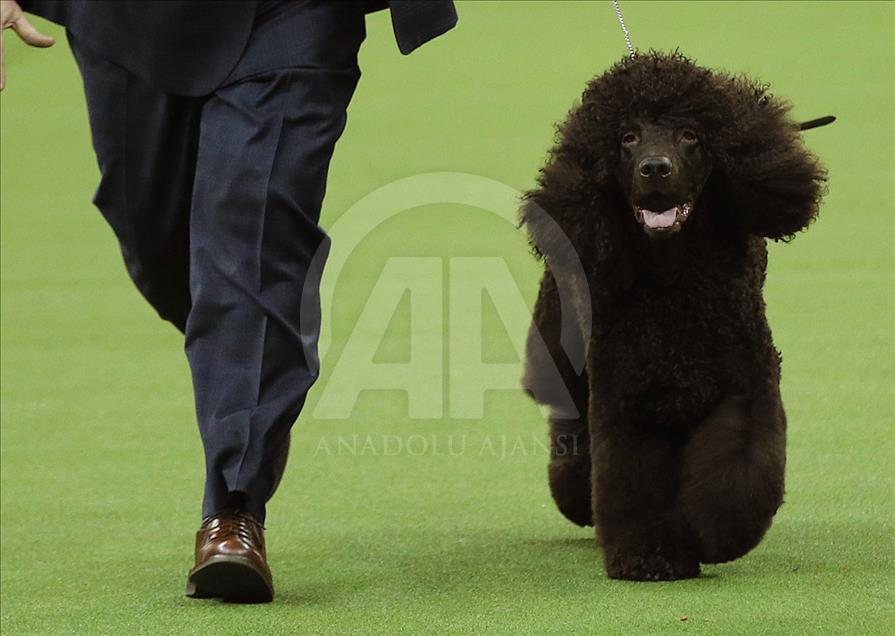 142. Westminster Kennel Club Köpek Şovu