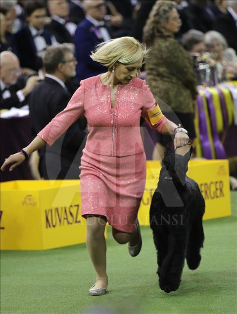 142. Westminster Kennel Club Köpek Şovu