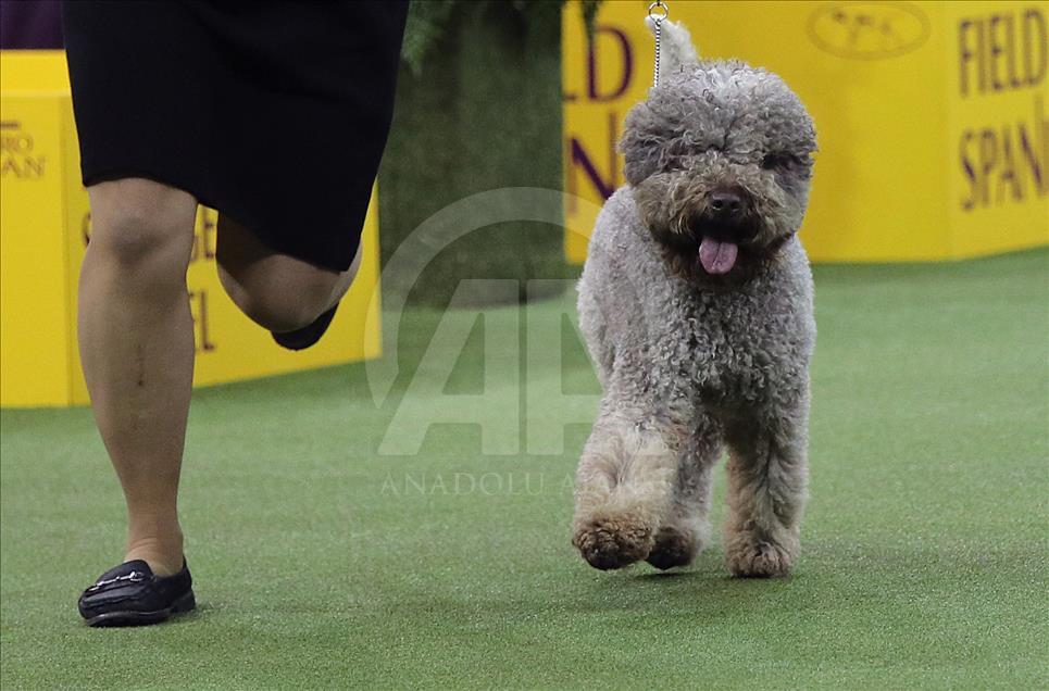 142. Westminster Kennel Club Köpek Şovu