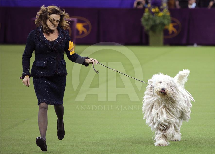 142. Westminster Kennel Club Köpek Şovu