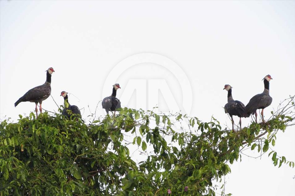 Ciénaga de Ayapel, el paraíso escondido de las aves en Colombia