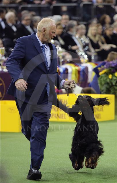 142. Westminster Kennel Club Köpek Şovu