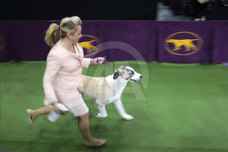142. Westminster Kennel Club Köpek Şovu