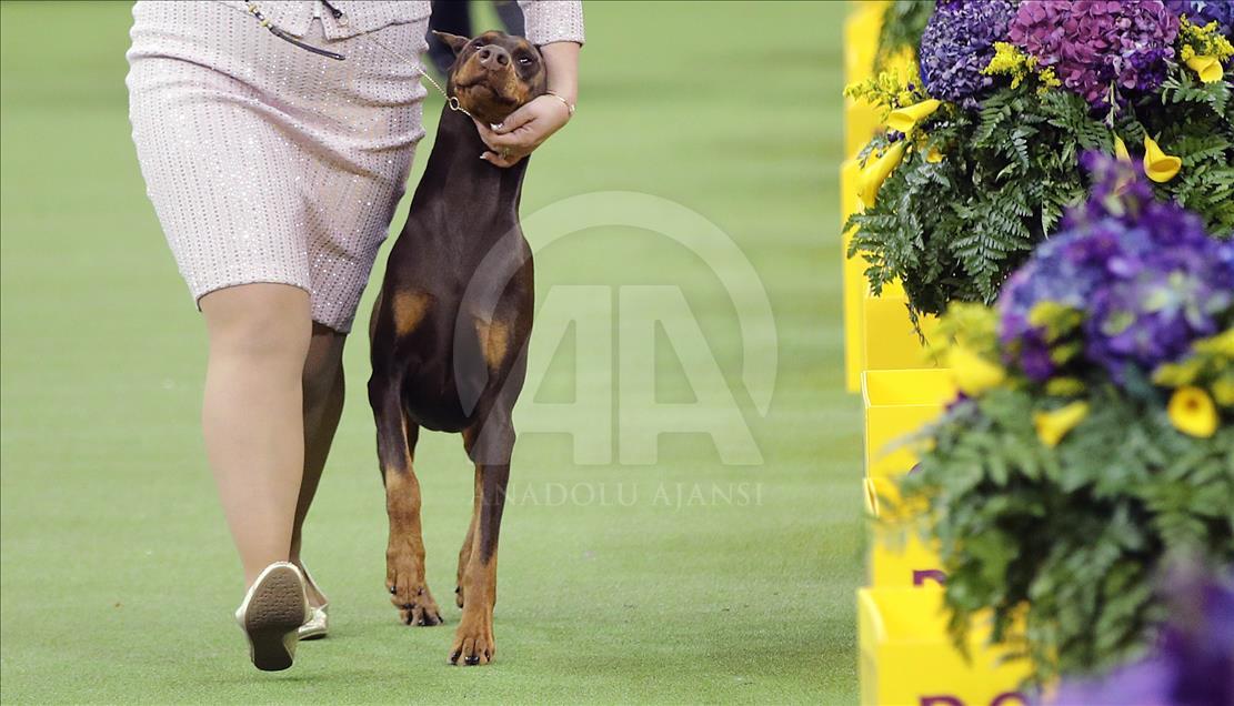 142. Westminster Kennel Club Köpek Şovu