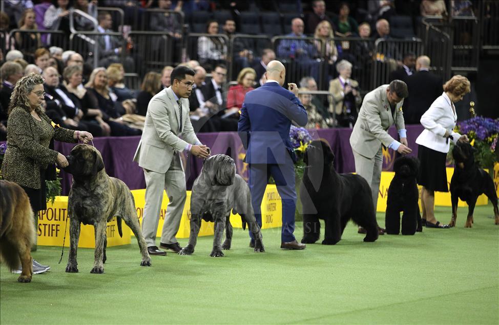 142. Westminster Kennel Club Köpek Şovu