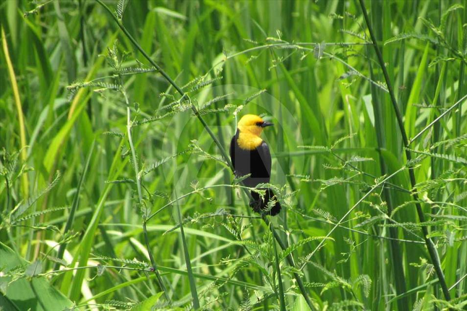 Ciénaga de Ayapel, el paraíso escondido de las aves en Colombia
