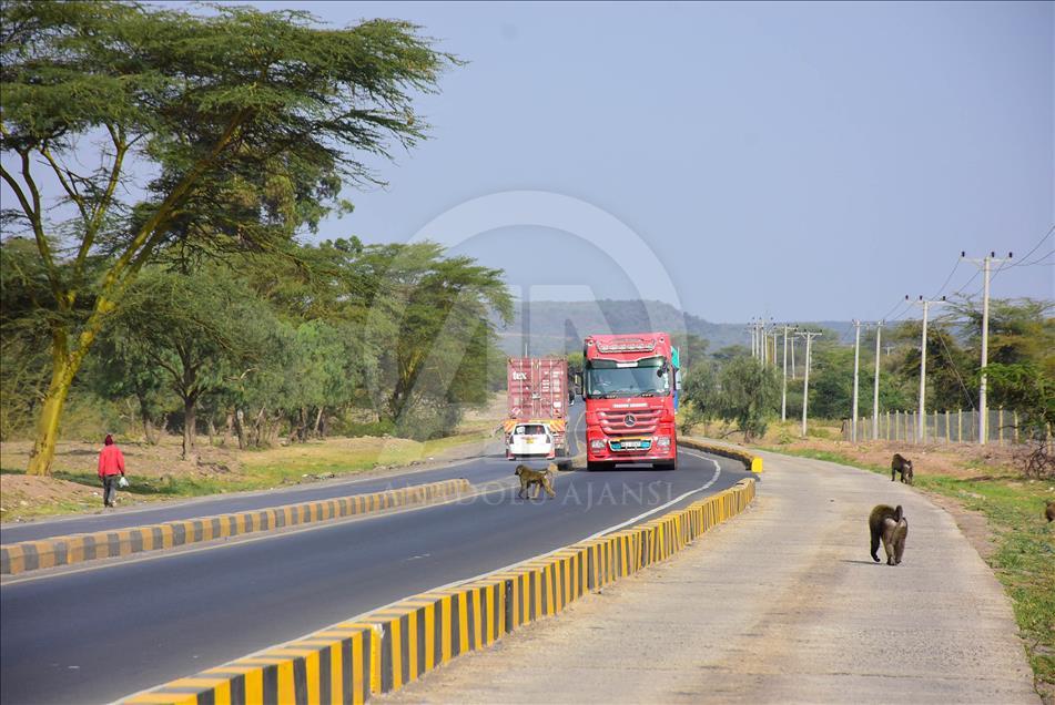 Kenya'da yiyecek için şehirlere inen babunlar trafik kurbanı