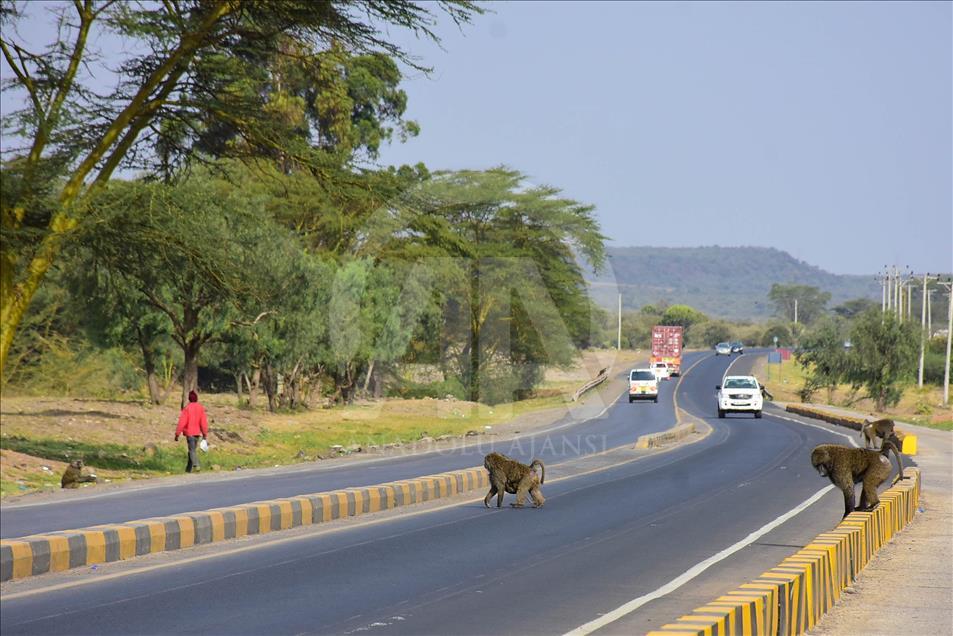 Kenya'da yiyecek için şehirlere inen babunlar trafik kurbanı