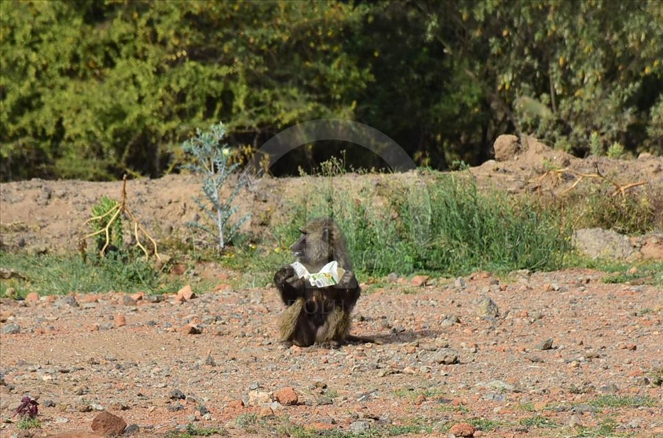 Kenya'da yiyecek için şehirlere inen babunlar trafik kurbanı