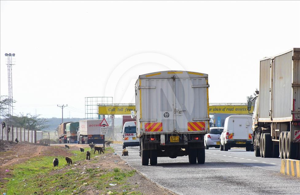 Kenya'da yiyecek için şehirlere inen babunlar trafik kurbanı