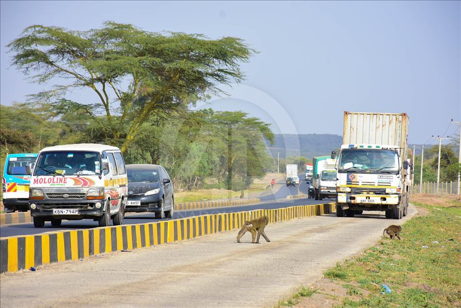 Kenya'da yiyecek için şehirlere inen babunlar trafik kurbanı