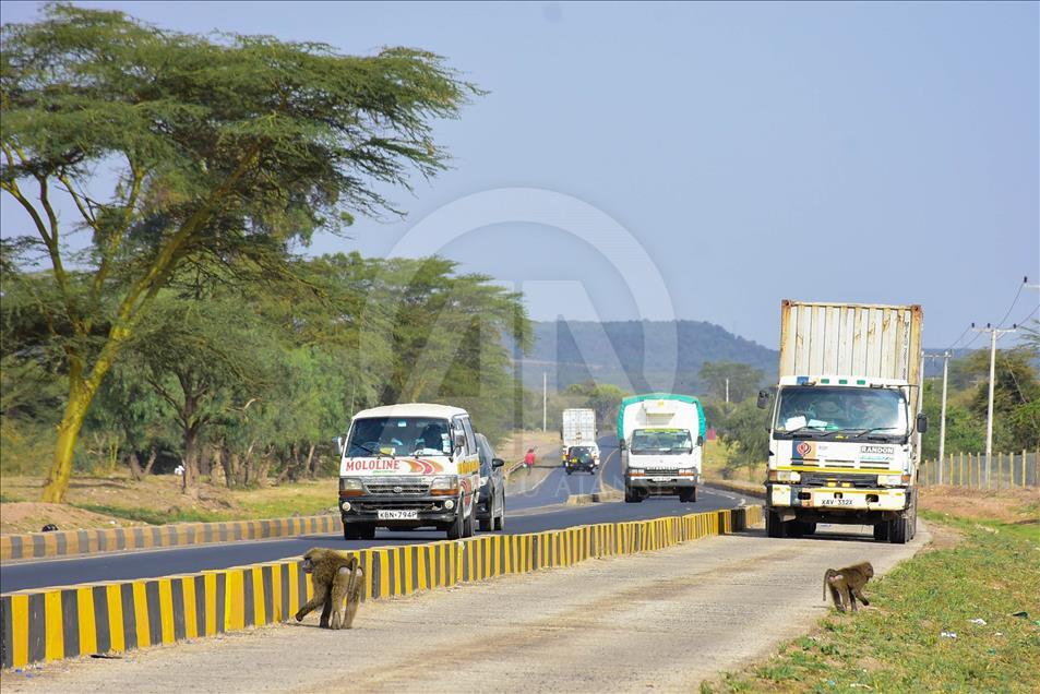Kenya'da yiyecek için şehirlere inen babunlar trafik kurbanı