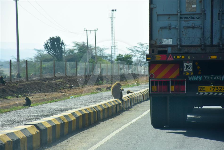 Kenya'da yiyecek için şehirlere inen babunlar trafik kurbanı