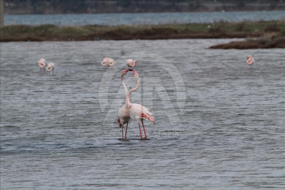 Şeytan Sofrası Lagünü'nü flamingolar renklendiriyor