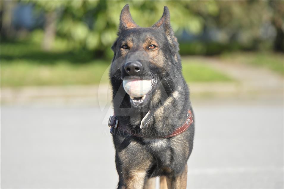 Terör ve uyuşturucuyla mücadelenin "keskin burunları"