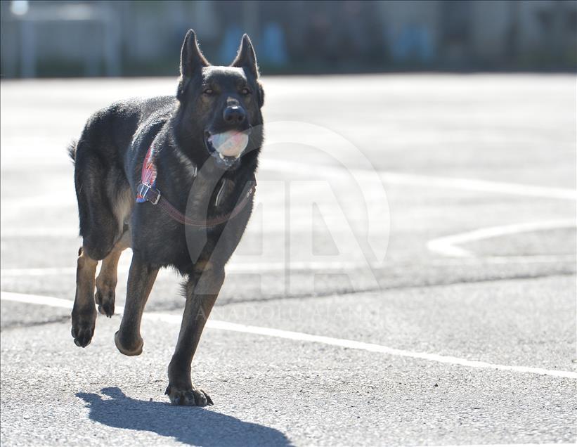 Terör ve uyuşturucuyla mücadelenin "keskin burunları"