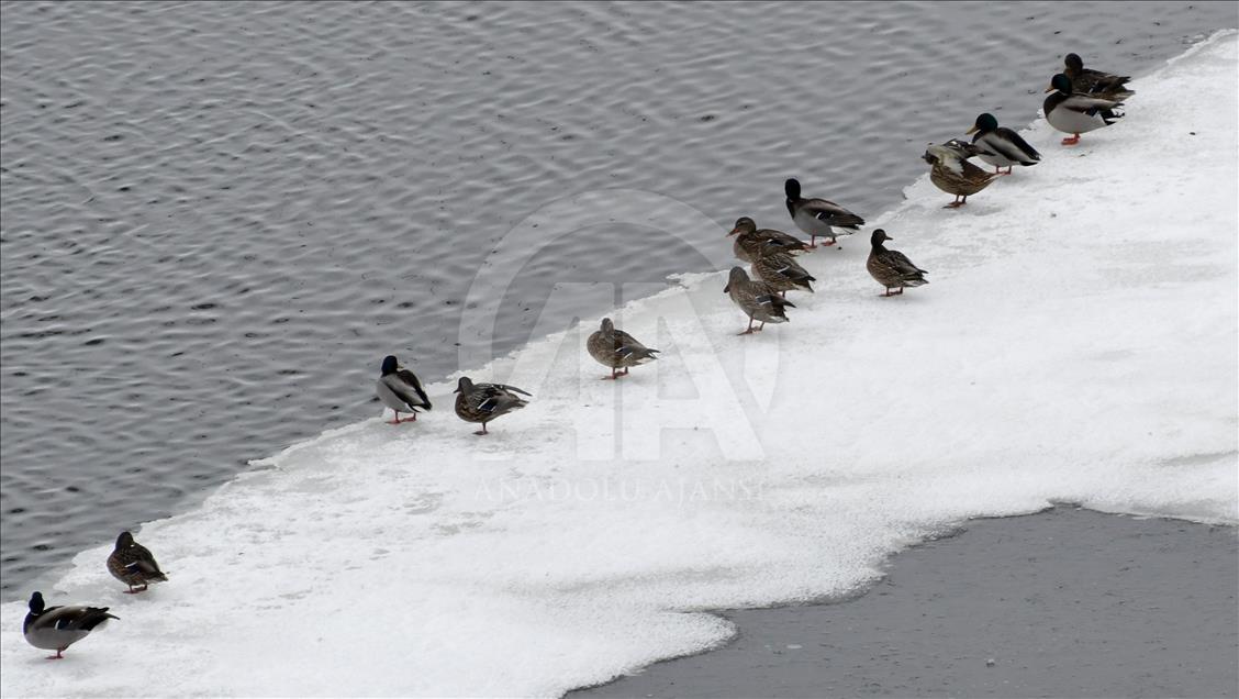 Buzu çözülen Ördek Gölü misafirlerini ağırlamaya başladı

