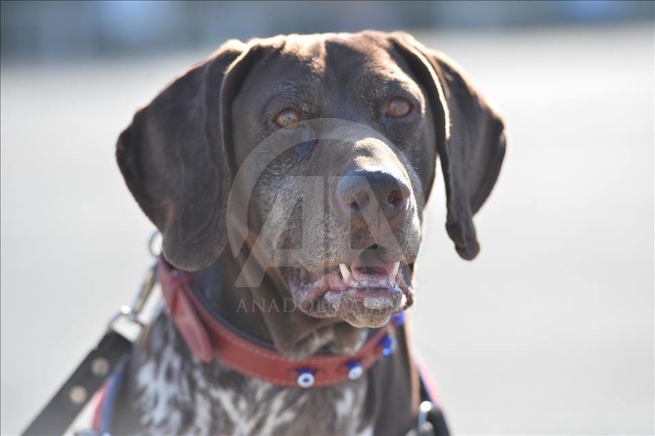 Terör ve uyuşturucuyla mücadelenin "keskin burunları"