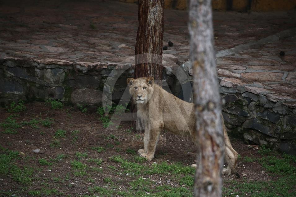 Cumhurbaşkanına hediye edilen aslanlar Gaziantep'i sevdi

