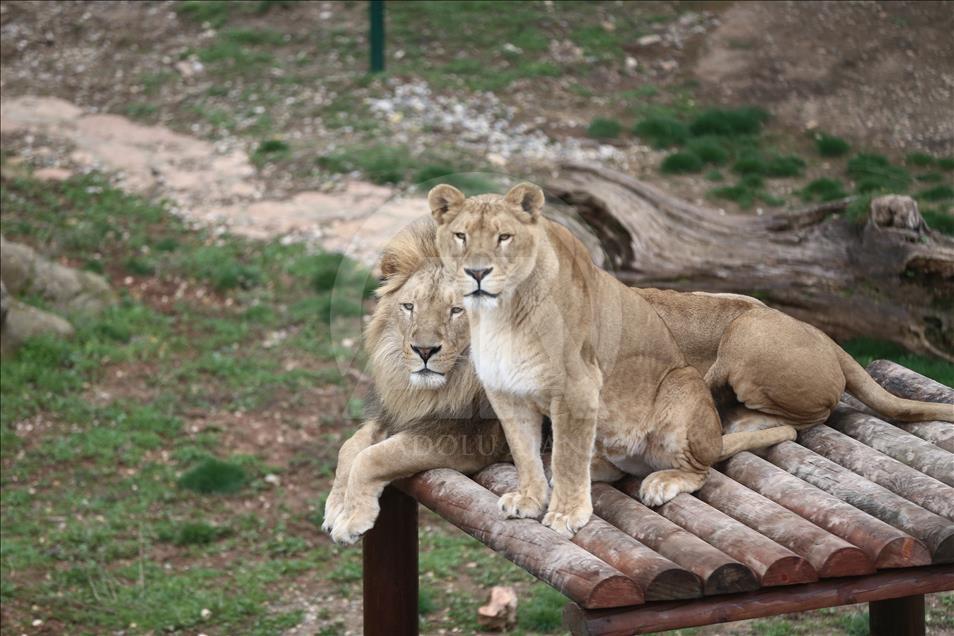 Cumhurbaşkanına hediye edilen aslanlar Gaziantep'i sevdi
