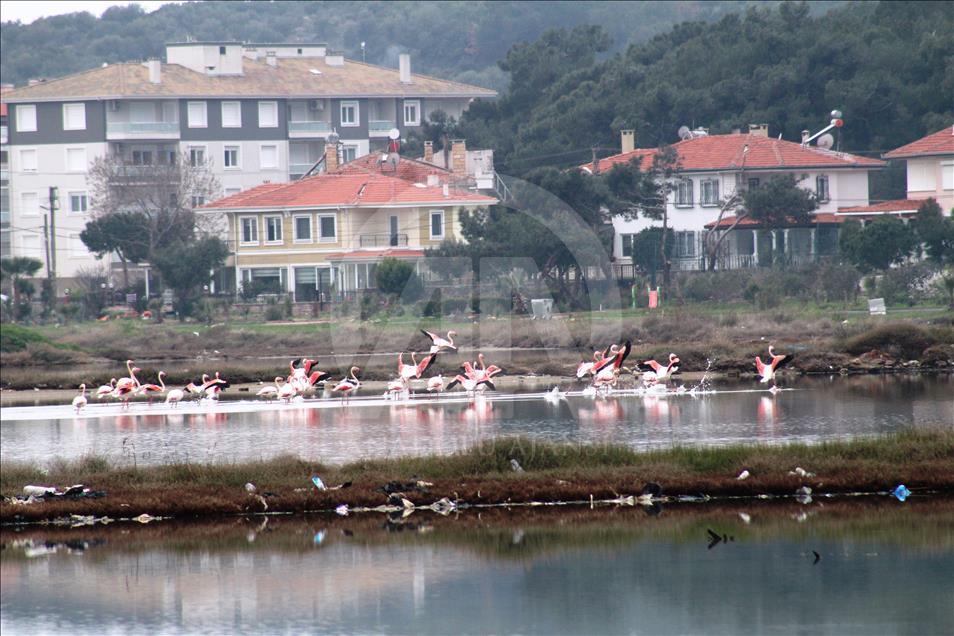Turquie : La lagune du « Festin du Diable » colorée par les flamants roses 