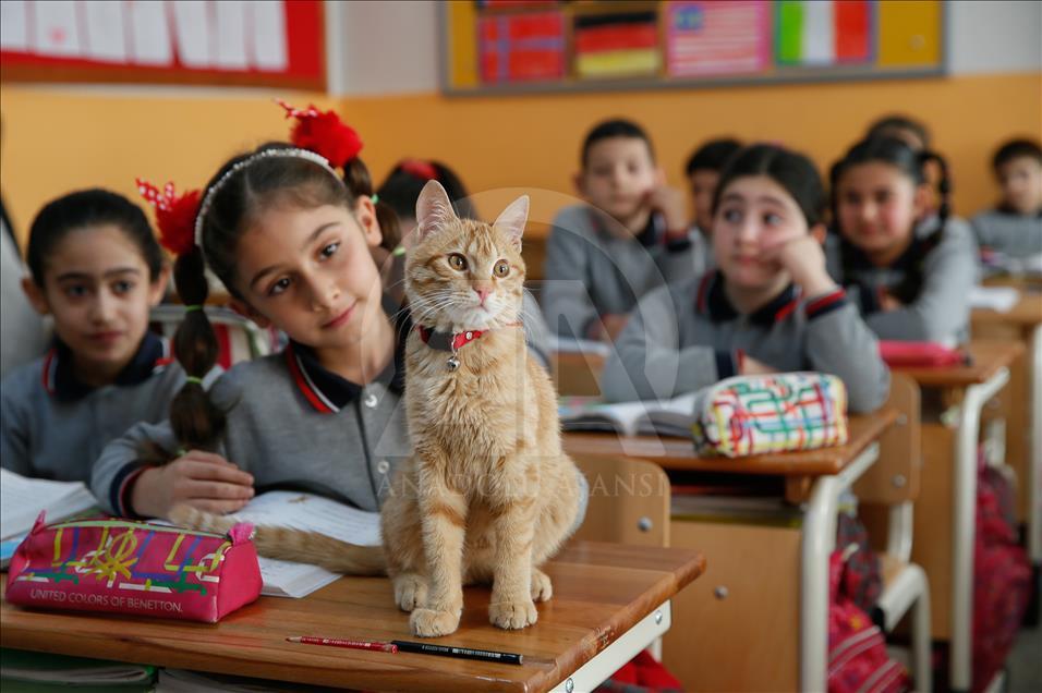 Kedi "Tombi" sınıfa döndü