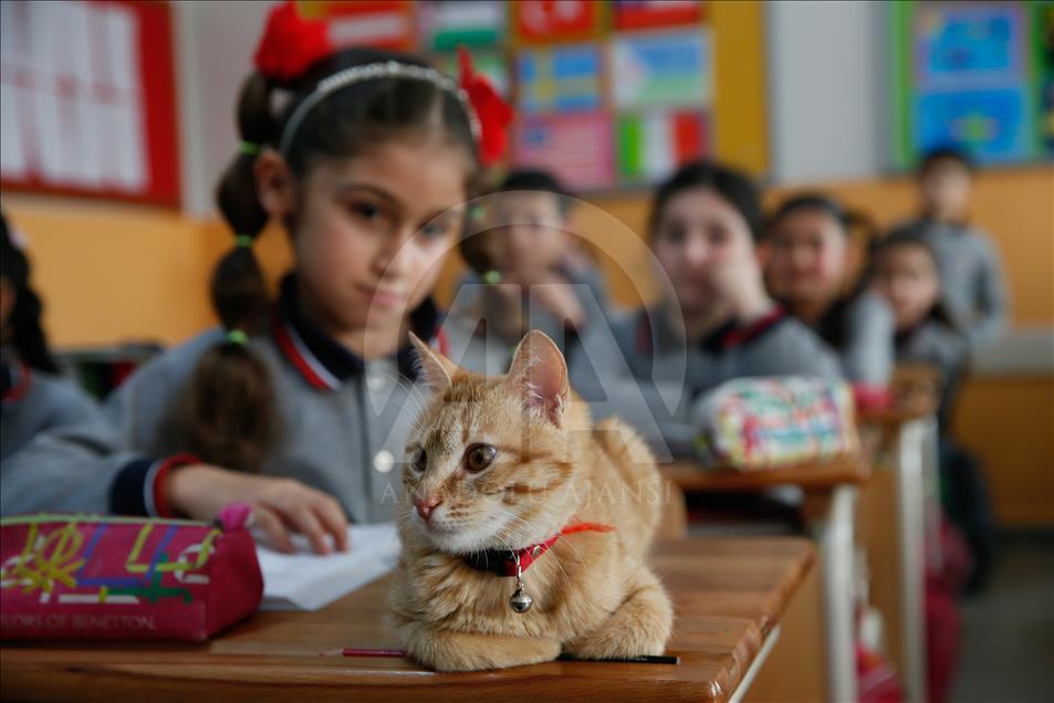 Kedi "Tombi" sınıfa döndü