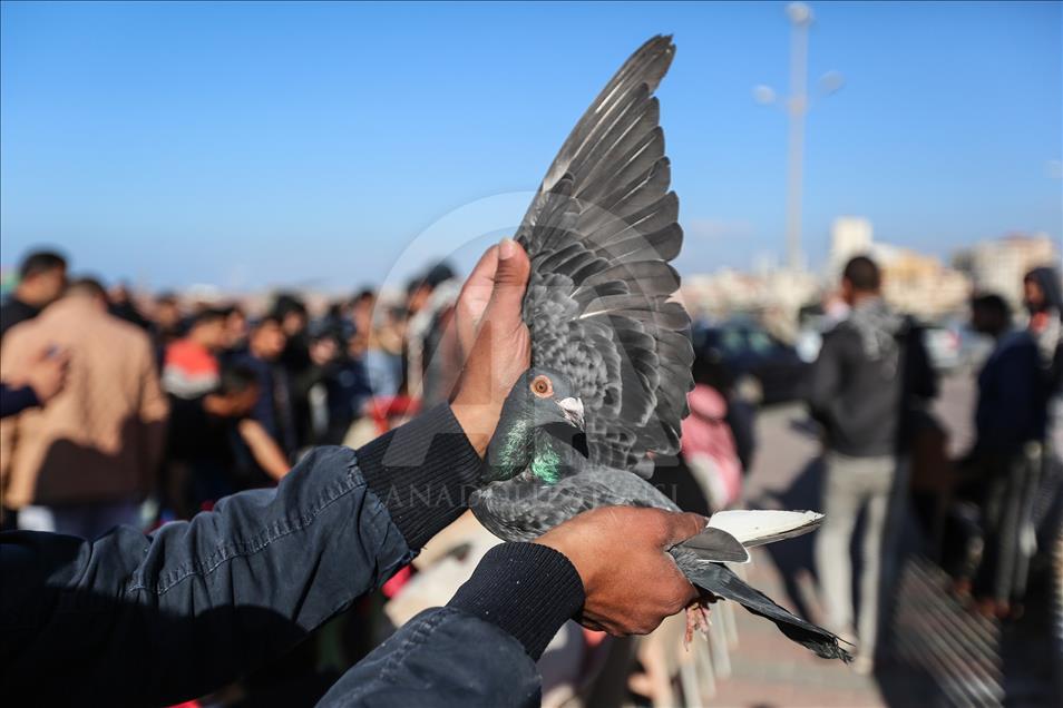 Gazze'de posta güvercinleri yarıştı