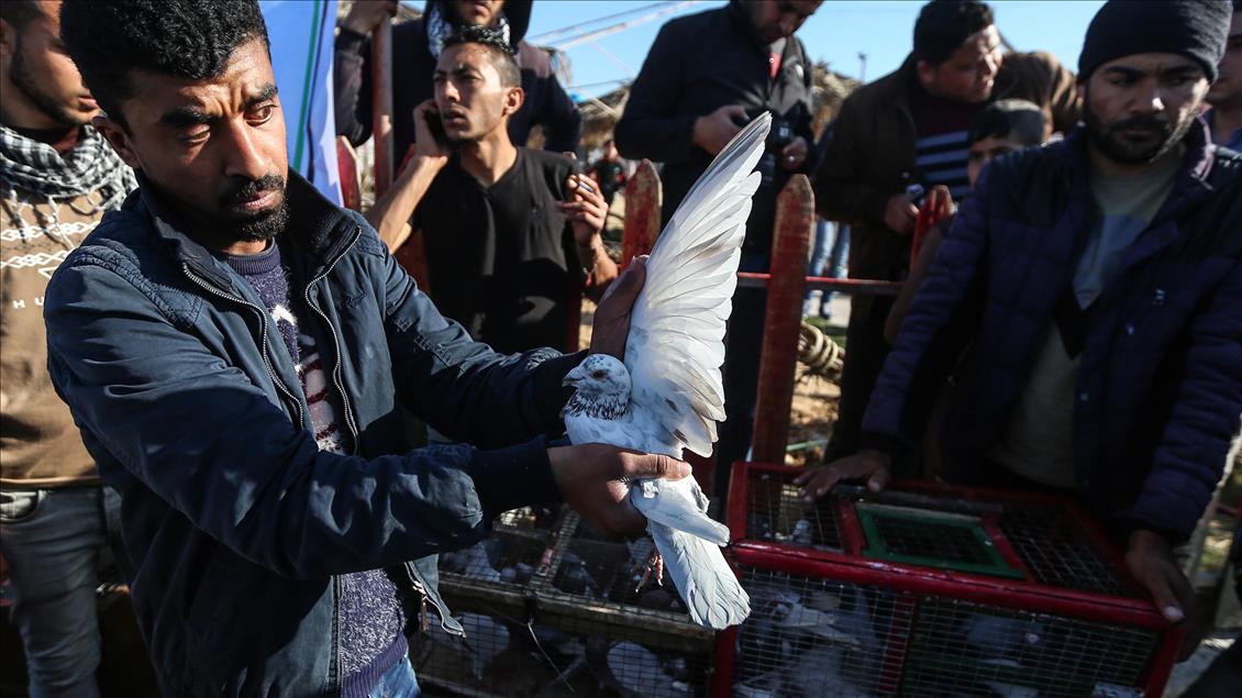 Gazze'de posta güvercinleri yarıştı