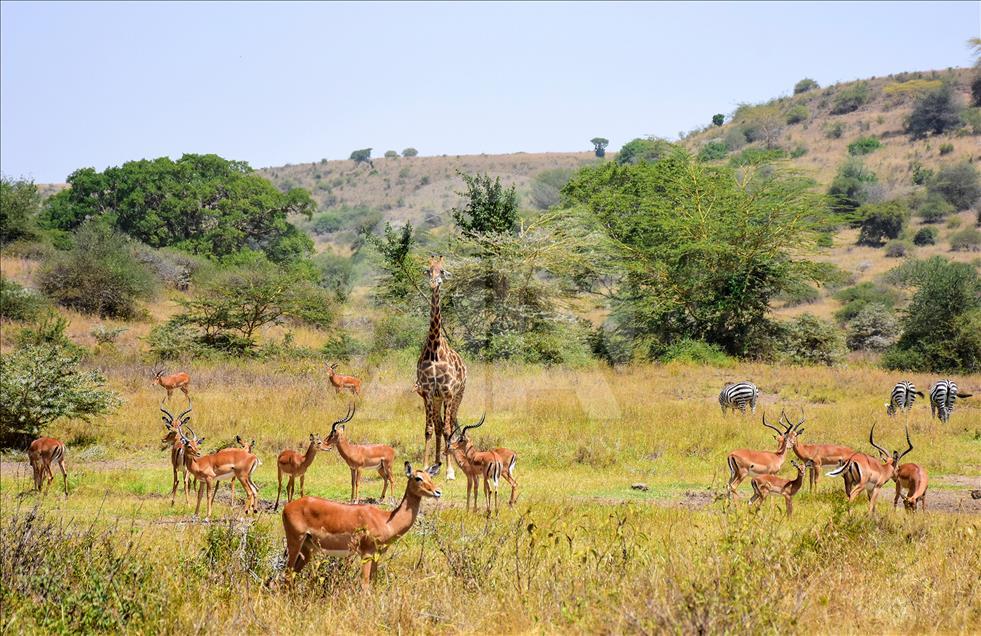 Kenya'da başkentin göbeğinde safari heyecanı