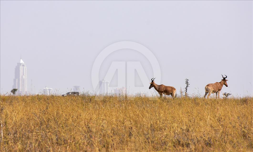 Kenya'da başkentin göbeğinde safari heyecanı