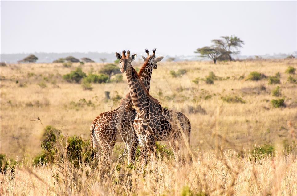 Kenya'da başkentin göbeğinde safari heyecanı
