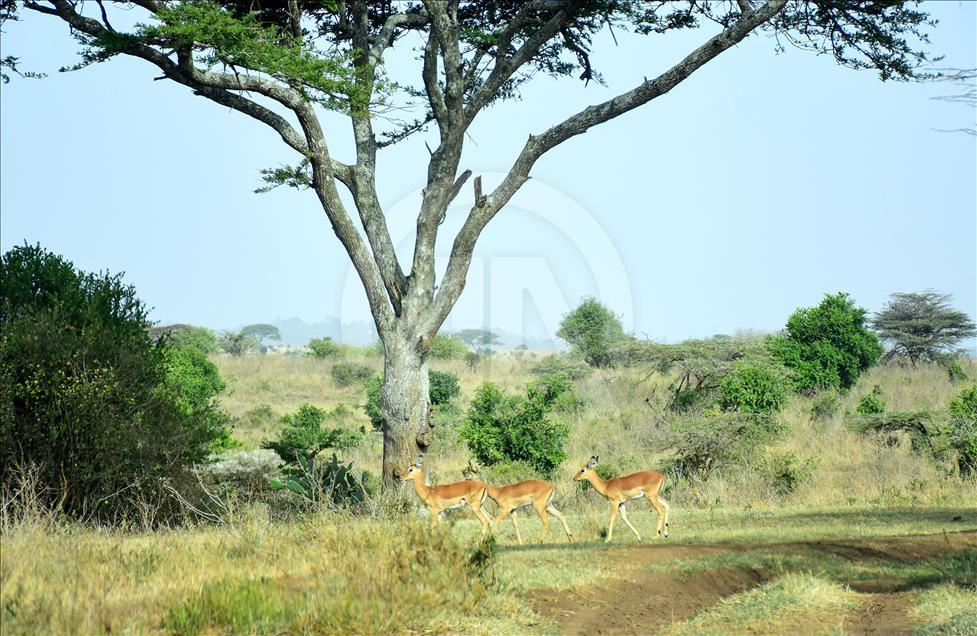 Kenya'da başkentin göbeğinde safari heyecanı
