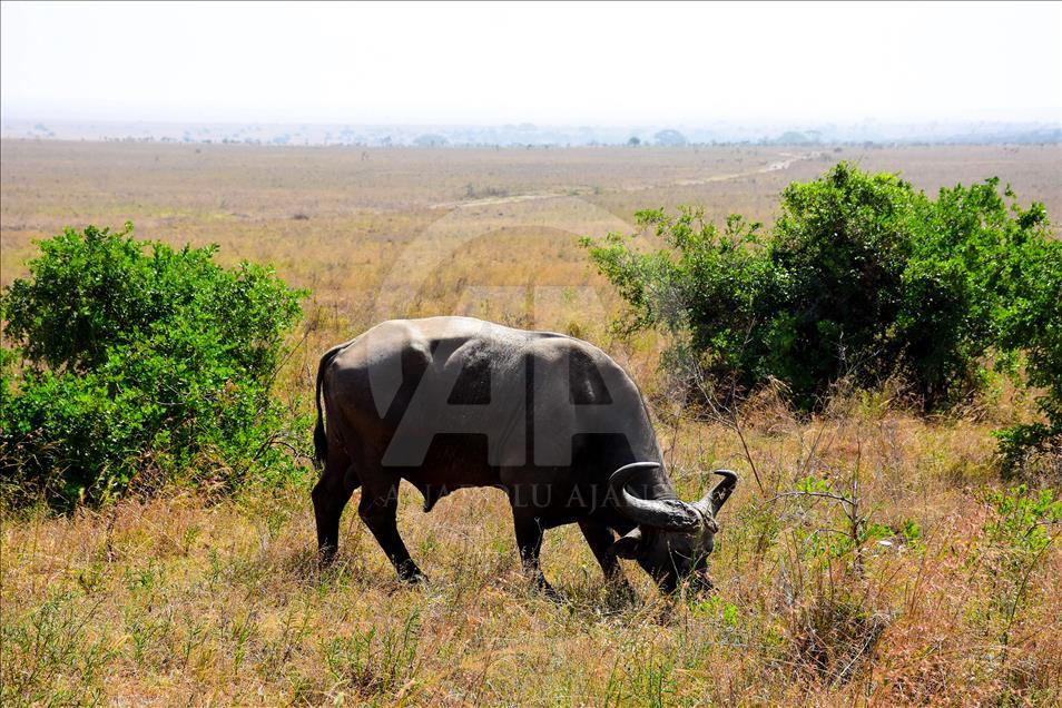 Kenya'da başkentin göbeğinde safari heyecanı