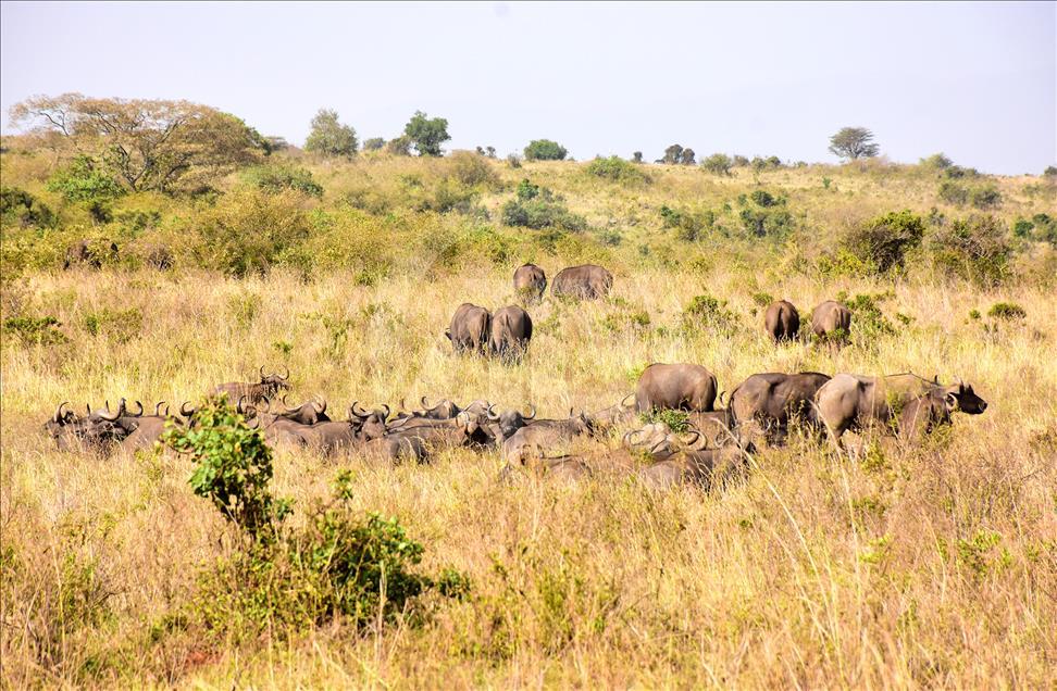 Kenya'da başkentin göbeğinde safari heyecanı