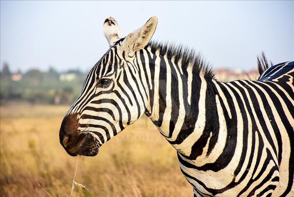 Kenya'da başkentin göbeğinde safari heyecanı