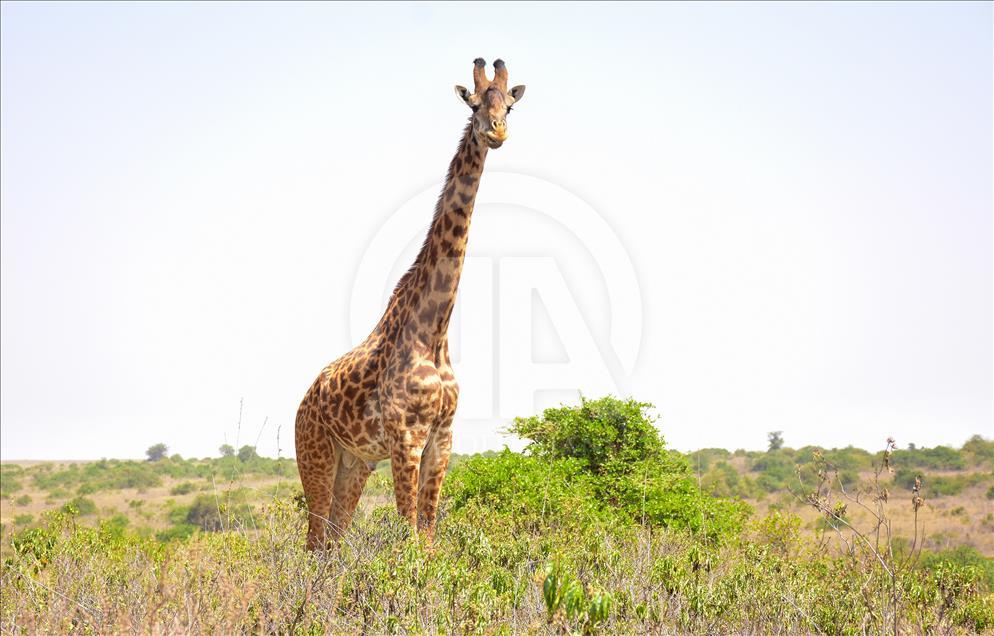 Kenya'da başkentin göbeğinde safari heyecanı