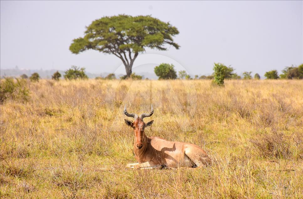 Kenya'da başkentin göbeğinde safari heyecanı