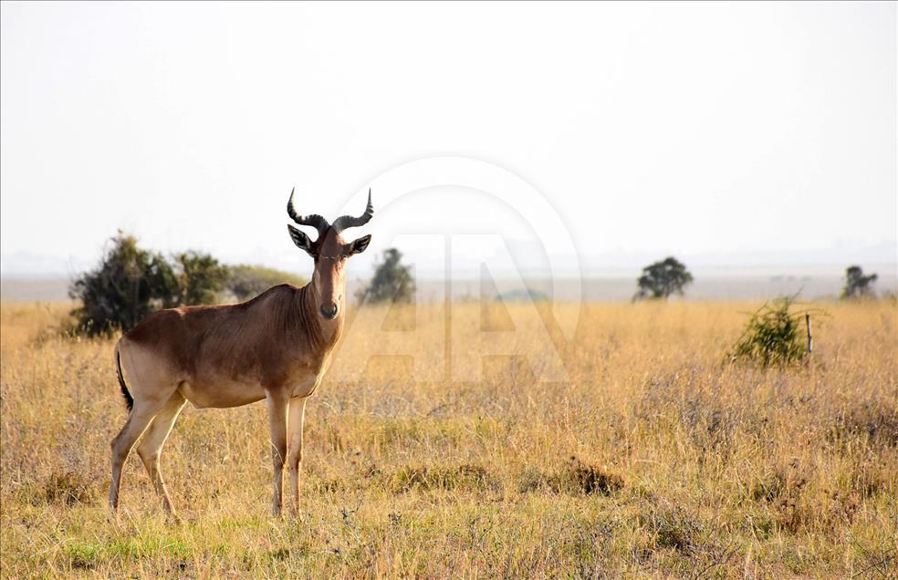 Kenya'da başkentin göbeğinde safari heyecanı