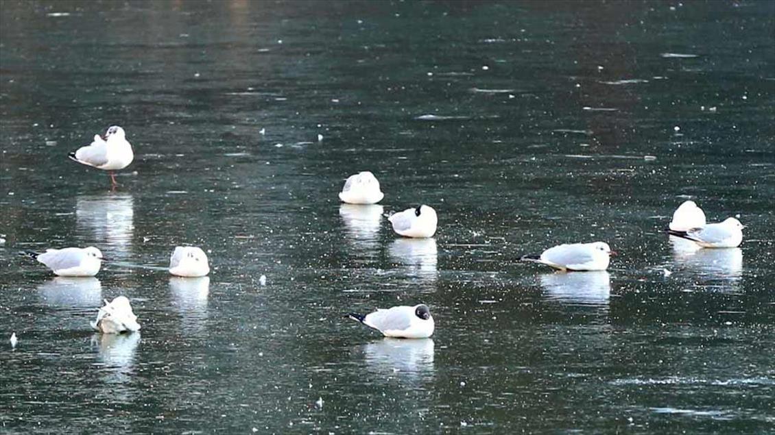 Las bajas temperaturas afectan el tráfico aéreo y terrestre en Bélgica