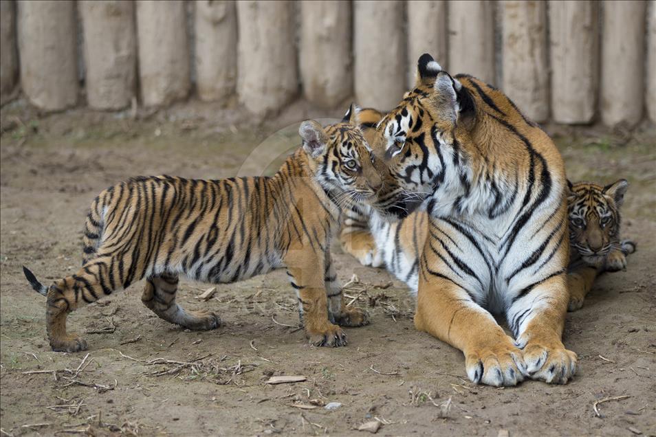 Yavru aslan ve kaplanlar ziyaretçilerle buluştu
