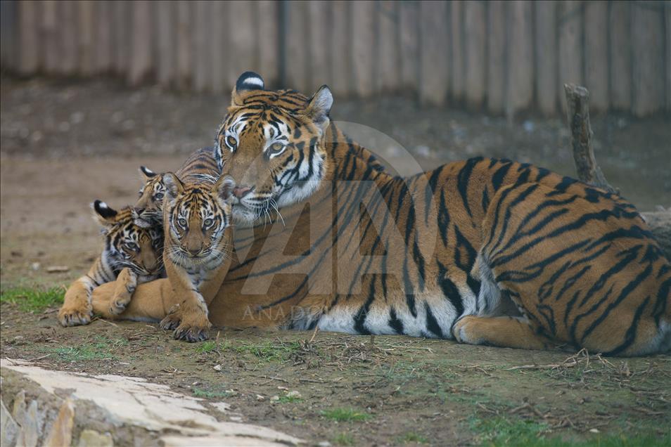 Yavru aslan ve kaplanlar ziyaretçilerle buluştu

