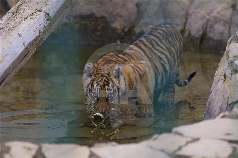 Yavru aslan ve kaplanlar ziyaretçilerle buluştu
