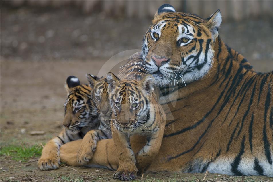 Yavru aslan ve kaplanlar ziyaretçilerle buluştu
